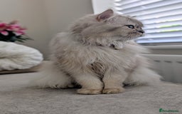 British Longhair cats for sale: British Longhair Looking for a new loving home 🐾 - Image 4