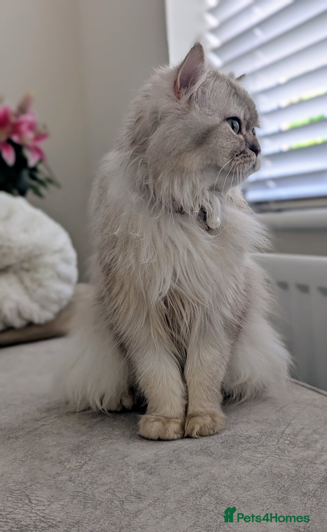 British Longhair cats for sale: British Longhair Looking for a new loving home 🐾 - Image 4