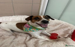 Jack Russell dogs for adoption: Delilah - Image 4