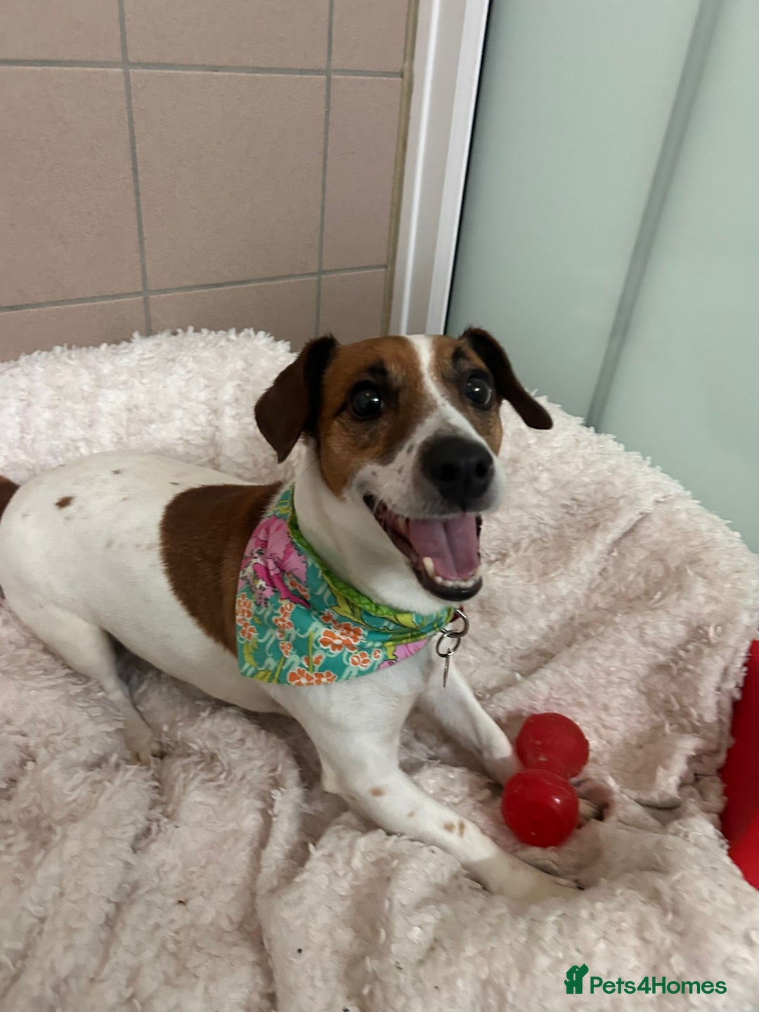 Jack Russell dogs for adoption: Delilah - Image 4