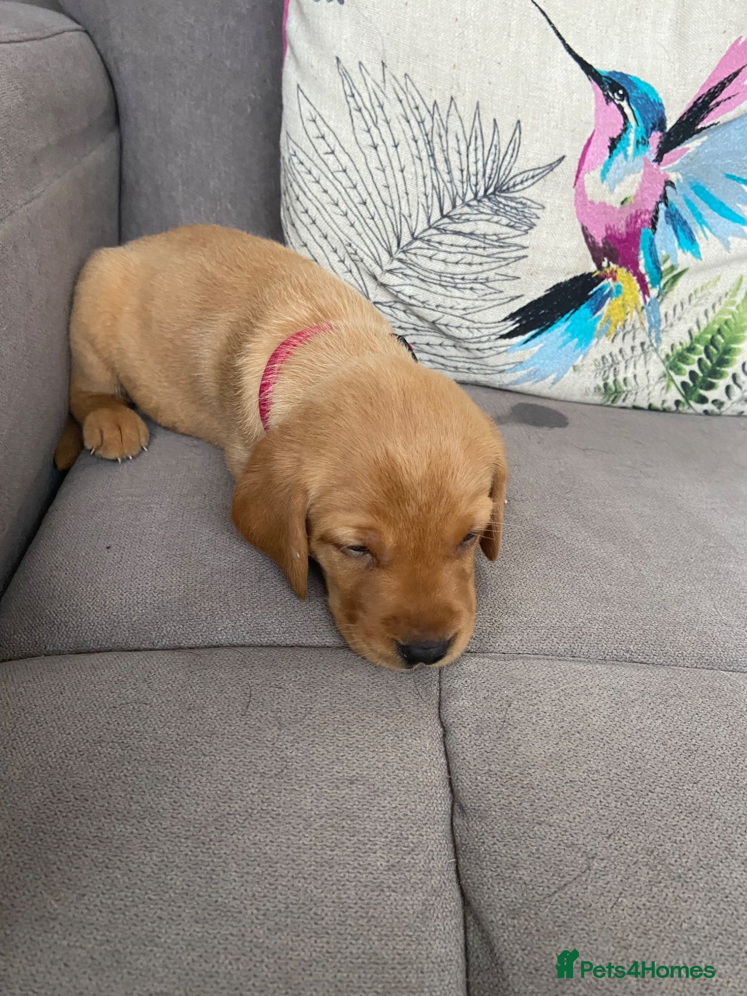 Labrador Retriever dogs Kc reg pedigree foxred labs very last female   - Advert 1