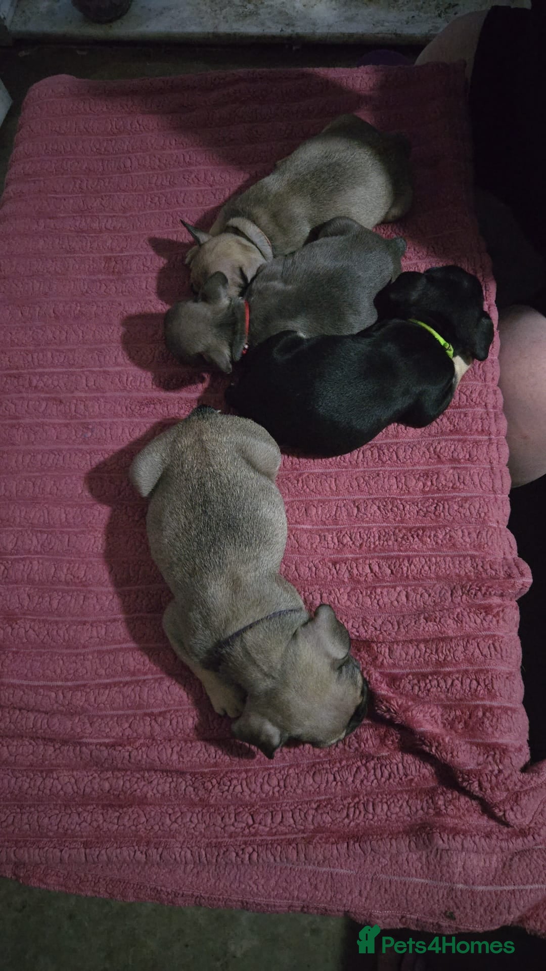 French Bulldog dogs for sale: French bull dog Puppies - Image 30