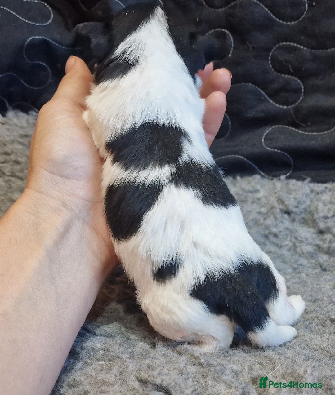 Jack Russell dogs for sale: kC Reg Jack Russell Pups, DNA Health Tested - Image 23