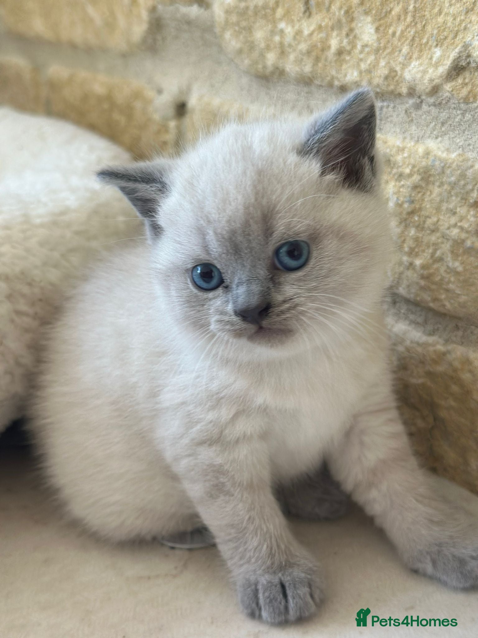 British Shorthair cats CHAMPION BLOODLINE PEDIGREE SHORTHAIR KITTENS - Advert 2