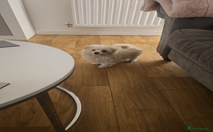 Maltipoo dogs - Advert 8