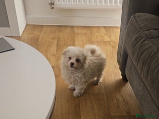Maltipoo dogs for sale - Advert 1