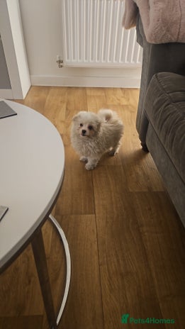 Maltipoo dogs - Advert 8