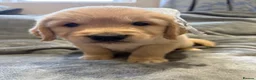 Golden Retriever dogs for sale: Gorgeous litter of 4G 5B pure golden retrievers.  - Advert 16