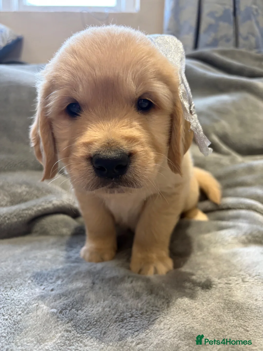 Golden Retriever dogs for sale: Gorgeous litter of 4G 5B pure golden retrievers.  - Advert 16