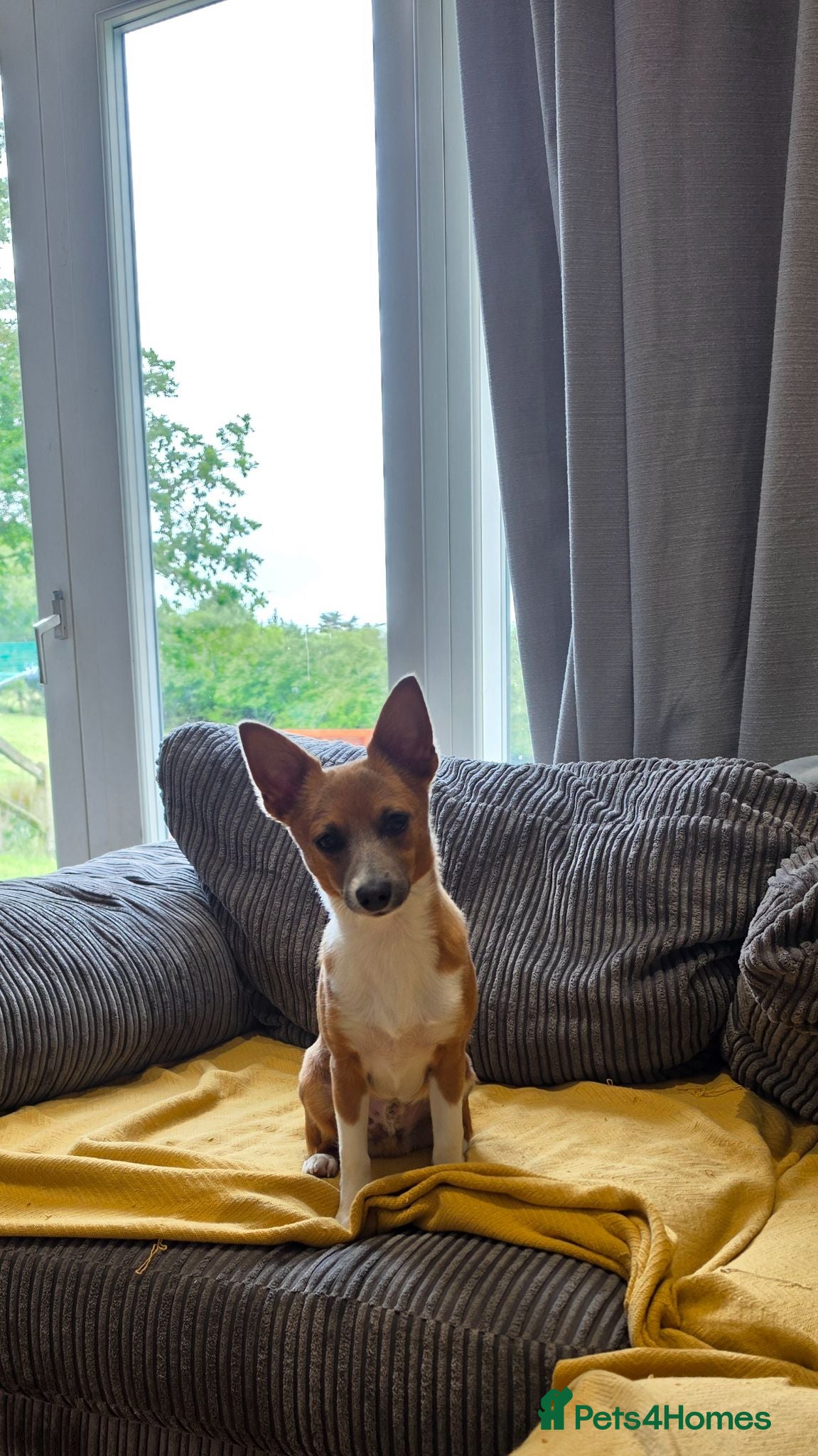 Jack Chi dogs Jack Chi for sale  - Advert 1