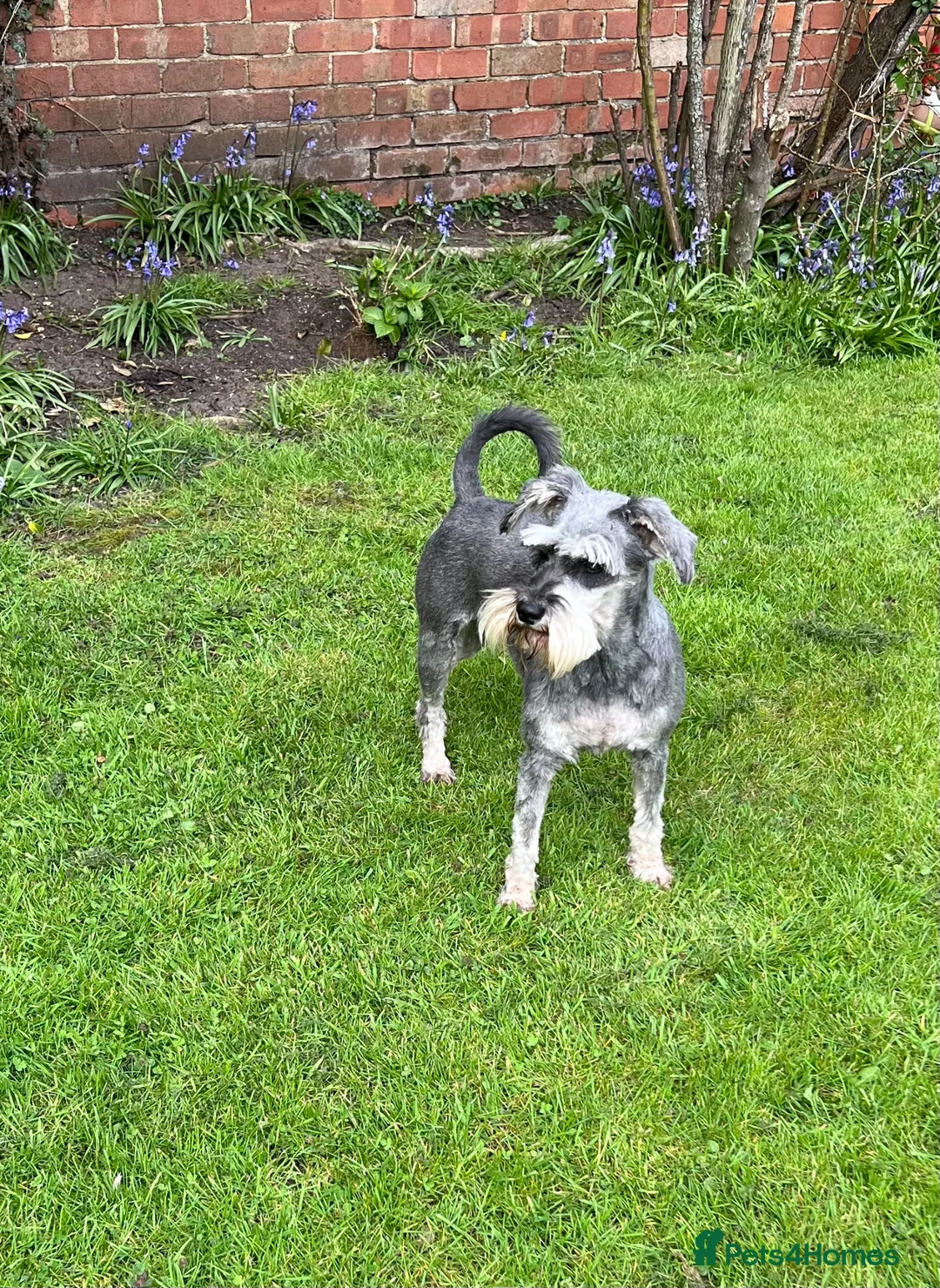 Miniature Schnauzer dogs for sale: POSY  - Advert 1