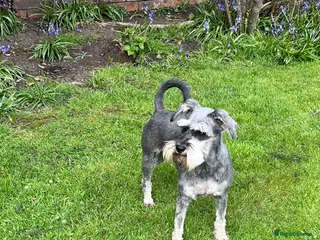 Miniature Schnauzer dogs POSY - Advert 1