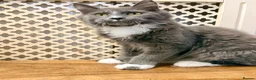 Maine Coon cats for sale: 💙 BLUE MAINE COON BOY *PARENTS HEALTH TESTED* 💙 - Advert 8