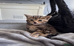 Mixed Breed cats for sale: American bobtail / tortoise shell - Image 13