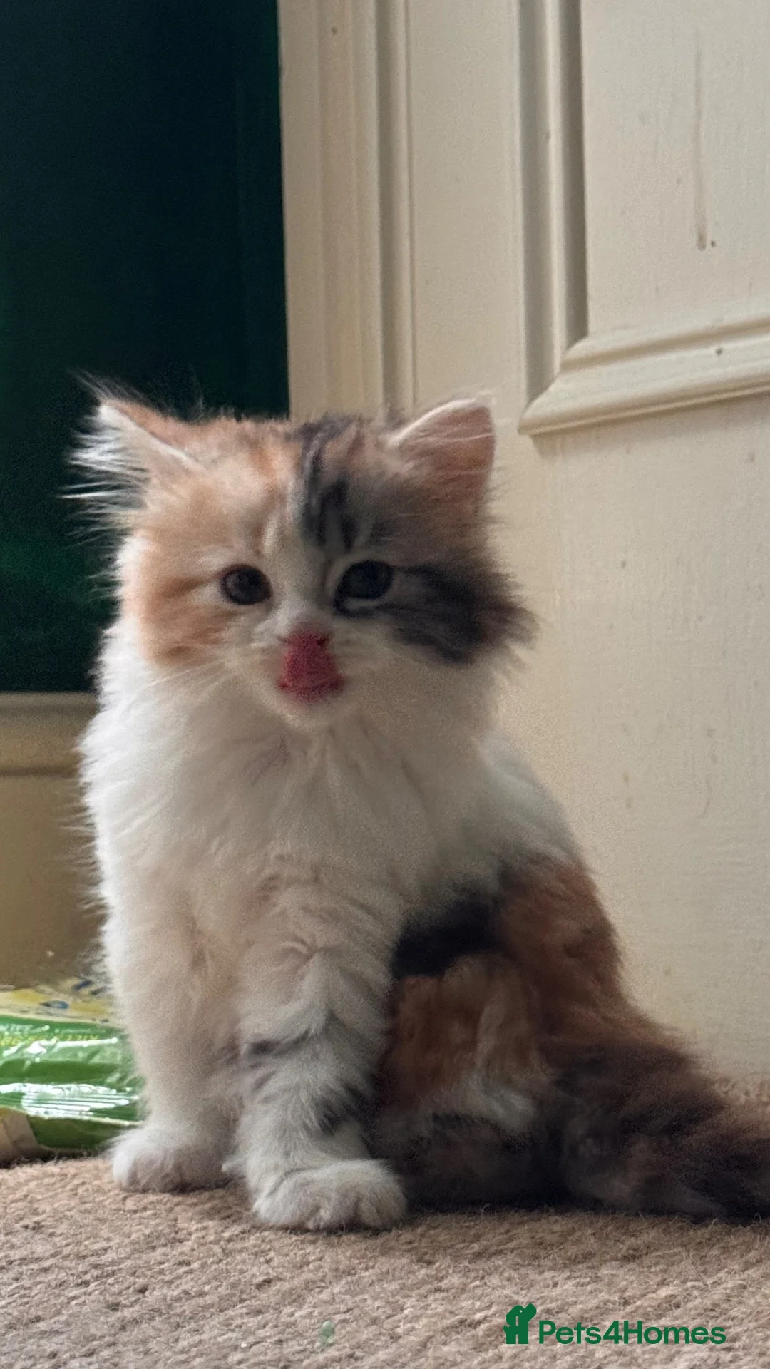 Scottish Fold cats for sale: Scotish fold girl in Workington - Advert 2