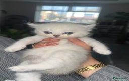Persian cats for sale: Beautiful British shorthair silver tip mix breed - Image 10