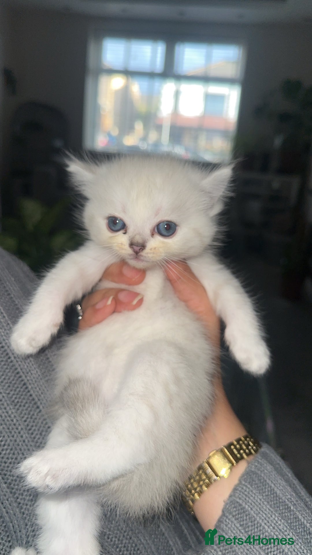 Persian cats for sale: Beautiful British shorthair silver tip mix breed - Image 10