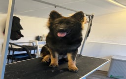 Mixed Breed dogs for sale: Alaskan shepherd pups - Image 2
