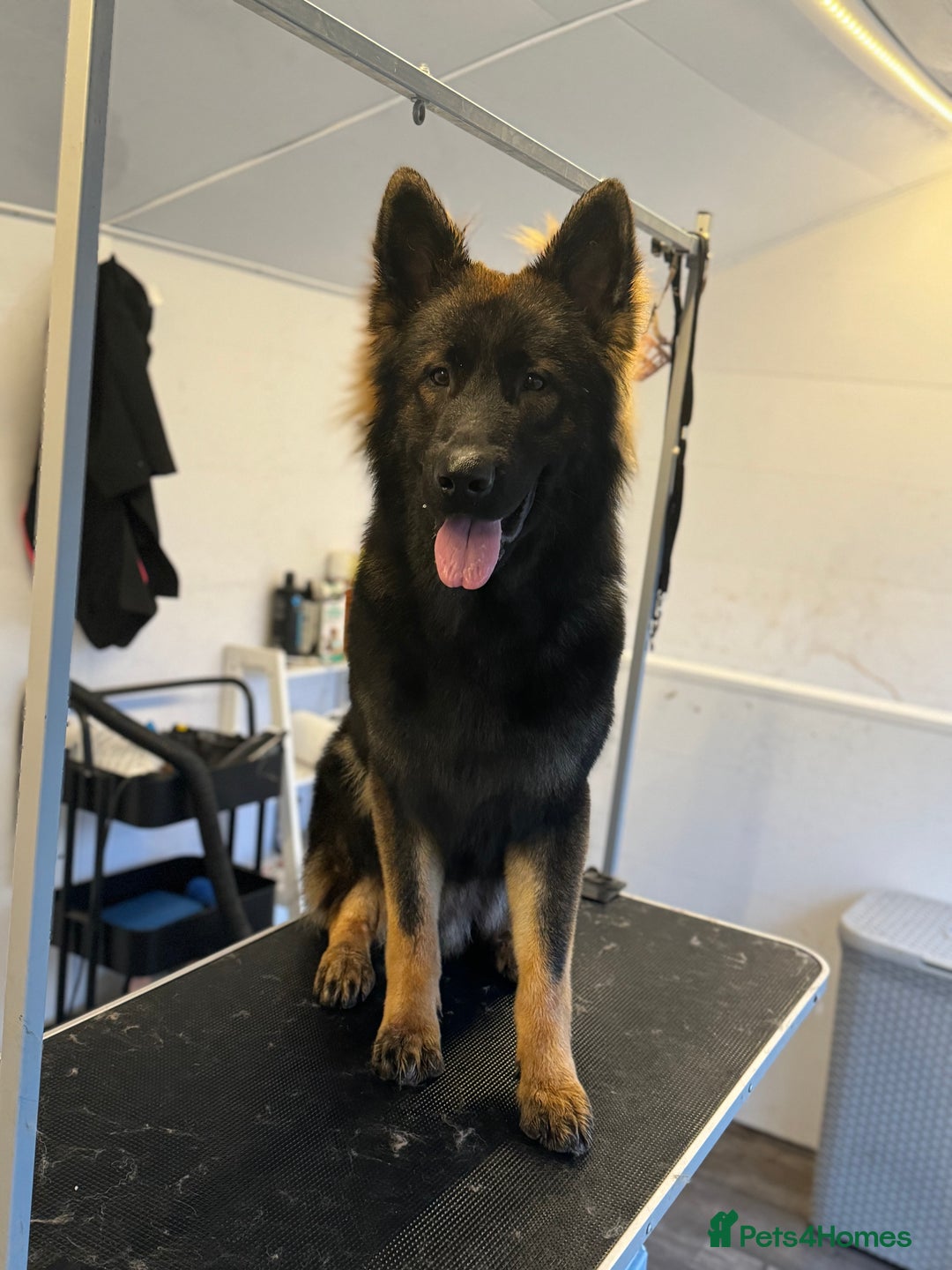 Mixed Breed dogs for sale: Alaskan shepherd pups - Image 2