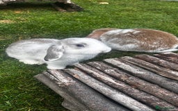 Mini Lop rabbits for sale: mini lops  - Image 8