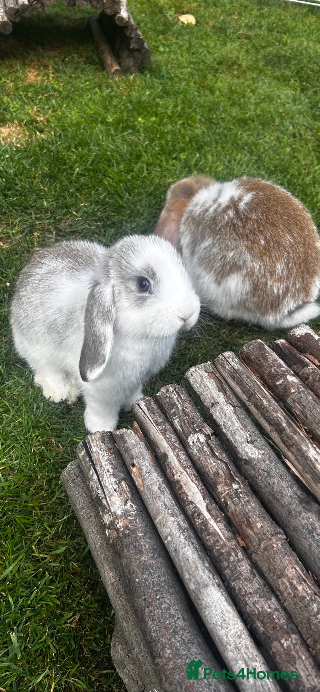 Mini Lop rabbits for sale: mini lops  - Image 8