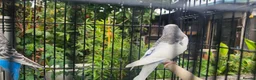 Budgerigars birds for sale: Baby budgies for sale  in Waltham Abbey - Advert 30