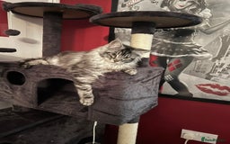Maine Coon cats for sale: Maine Coon Boy needing rehoming - Image 3