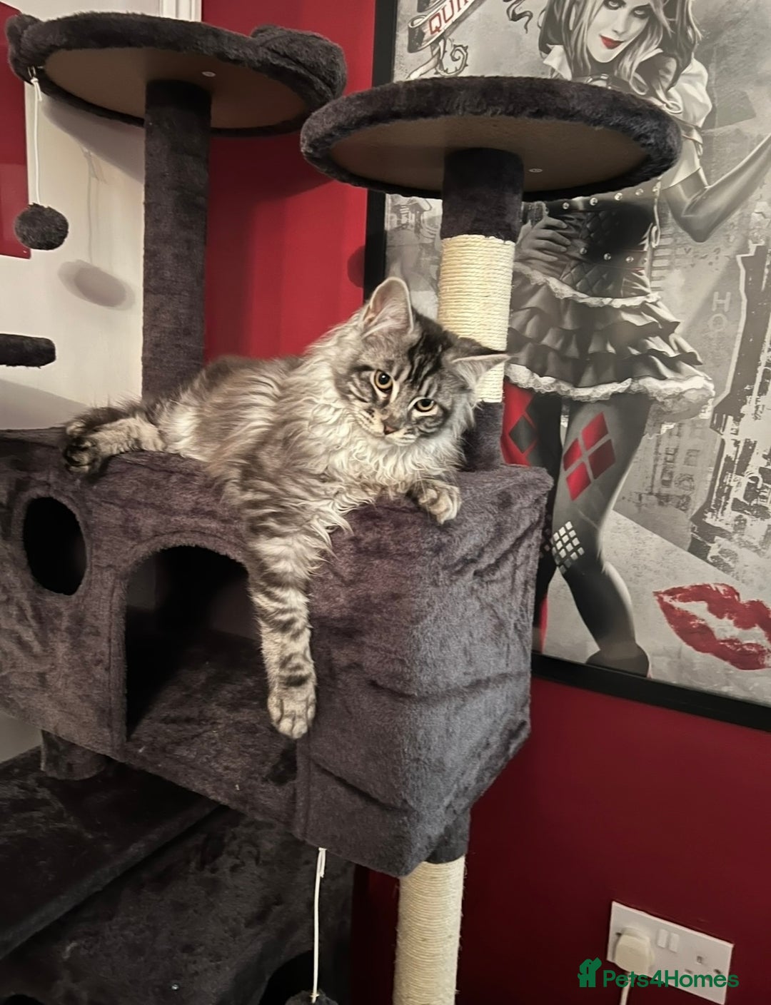 Maine Coon cats for sale: Maine Coon Boy needing rehoming - Image 3