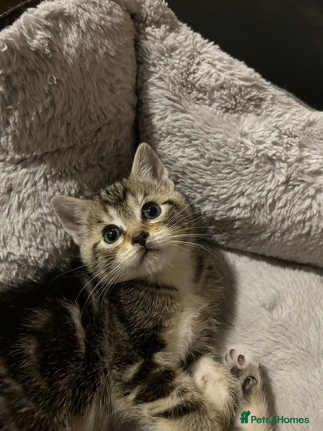 Mixed Breed cats for sale: Adorable kittens FOR SALE - Advert 3