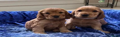 Cocker Spaniel Puppy 2