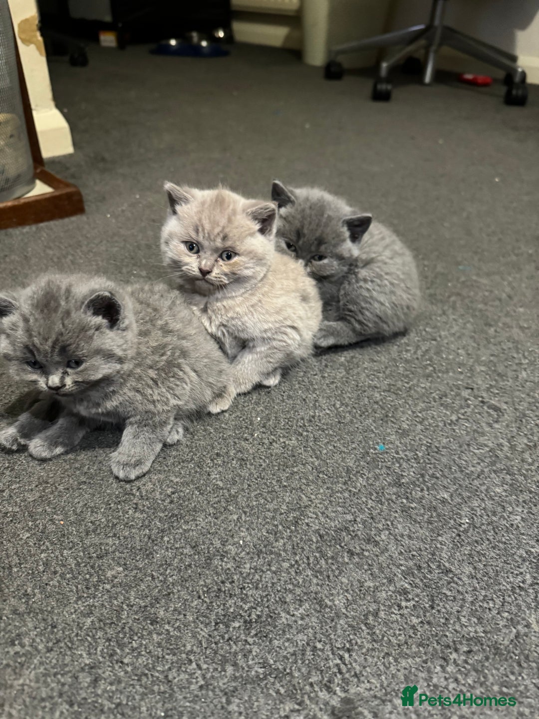 British Shorthair cats for sale: British shorthair lilac and blue - Advert 13