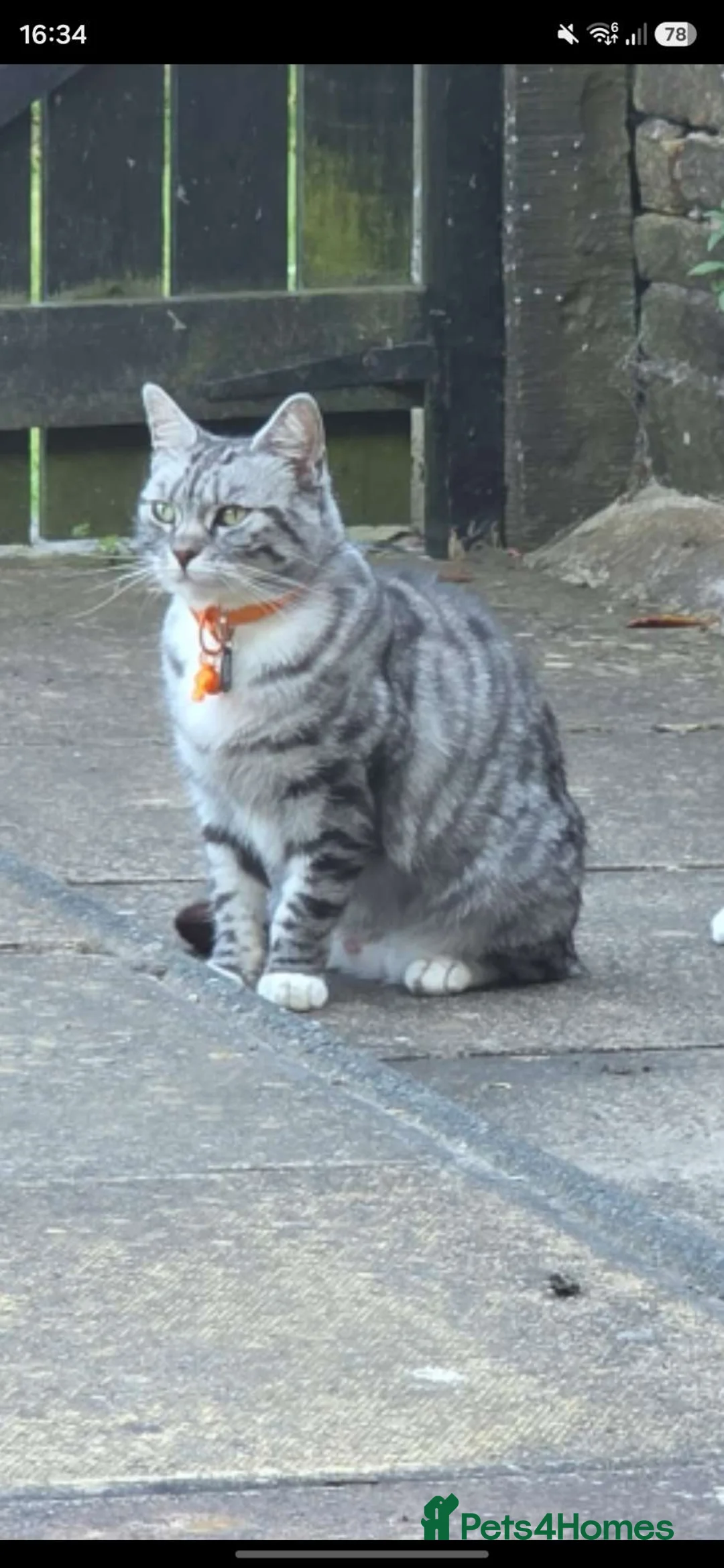 Bengal cats for sale: 4 Year Old Female Bengal in Halifax - Advert 3