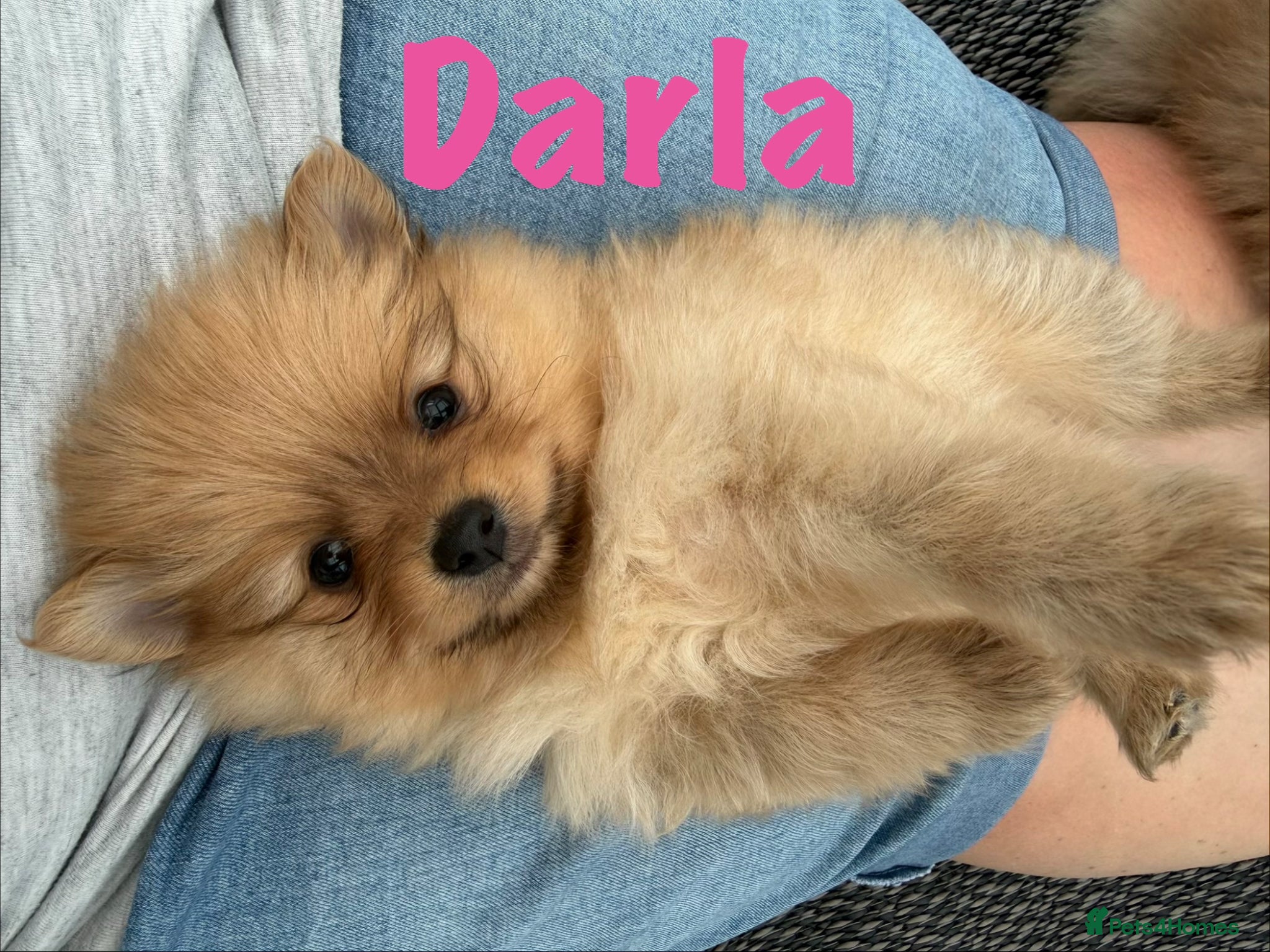 Pomeranian dogs for sale: Pomeranian Puppies Available To Reserve Now in Manchester - Advert 26