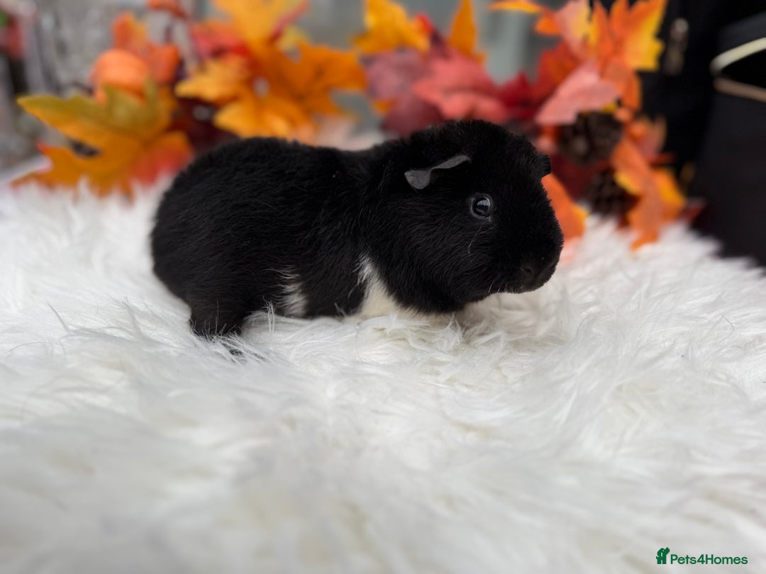 Guinea Pig rodents for sale: Teddy baby guineapig pair  - Advert 6