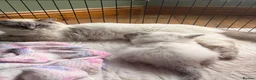 Ragdoll cats for sale: Mischievous trio of gorgeous ragdolls - Advert 9