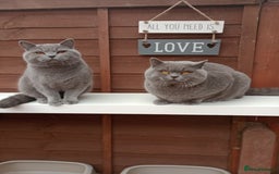 British Shorthair cats for sale: Gccf STUD, Blue Spotted,Blue, Lilac, Bi - Image 24