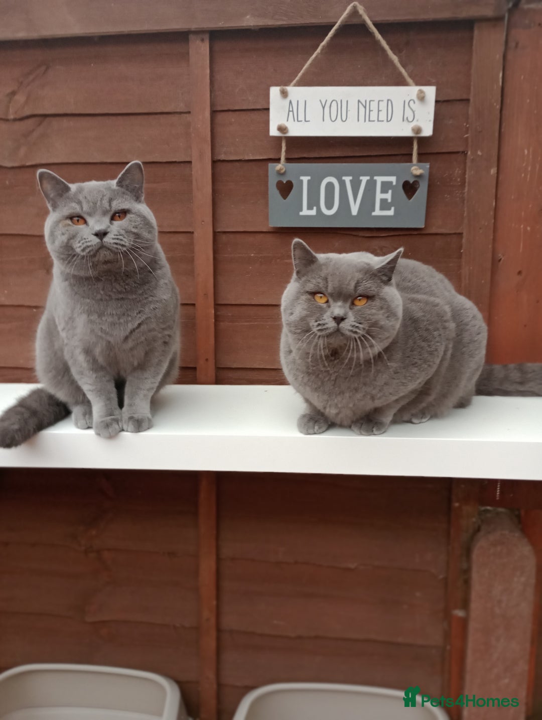 British Shorthair cats for sale: Gccf STUD, Blue Spotted,Blue, Lilac, Bi - Image 24