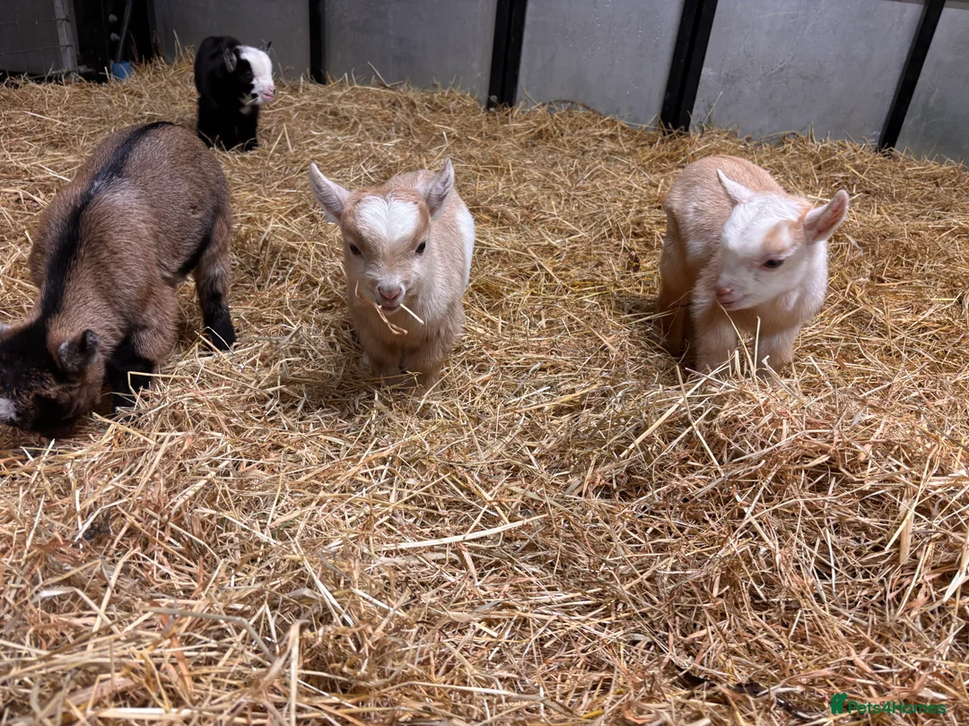 Goats livestock for sale: Gorgeous Pygmy Goats - Ready from mid April  - Advert 5