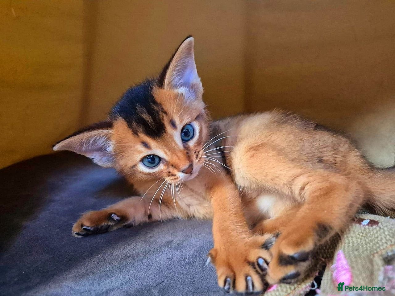 Abyssinian cats  Stunning Abyssinian Kittens Champion Bloodline   - Advert 1