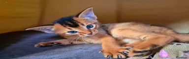 Abyssinian Kitten 1