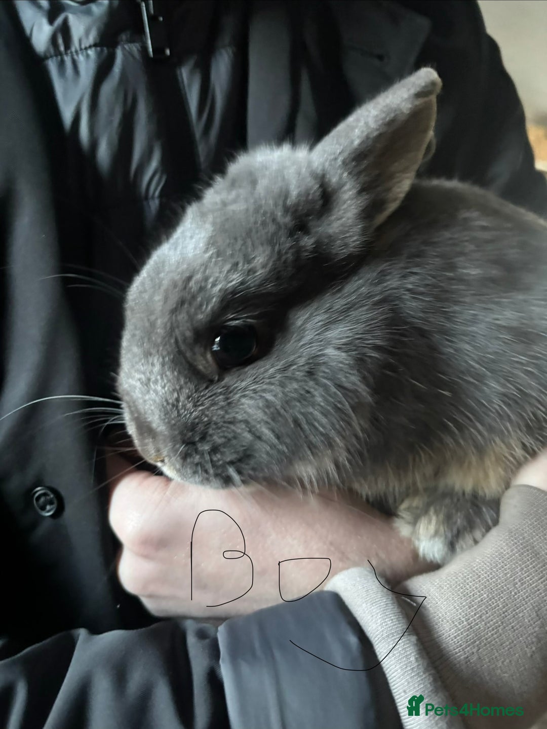 Netherland Dwarf rabbits for sale: Female and male Netherland dwarf  - Advert 2