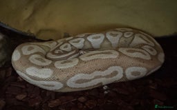 Python Snake reptiles for sale: Male Banana/caramel royal python with full set up  - Image 11