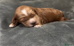 Cockapoo dogs for sale: TOY Cockapoo/ SHOW type F1 / License - Image 11