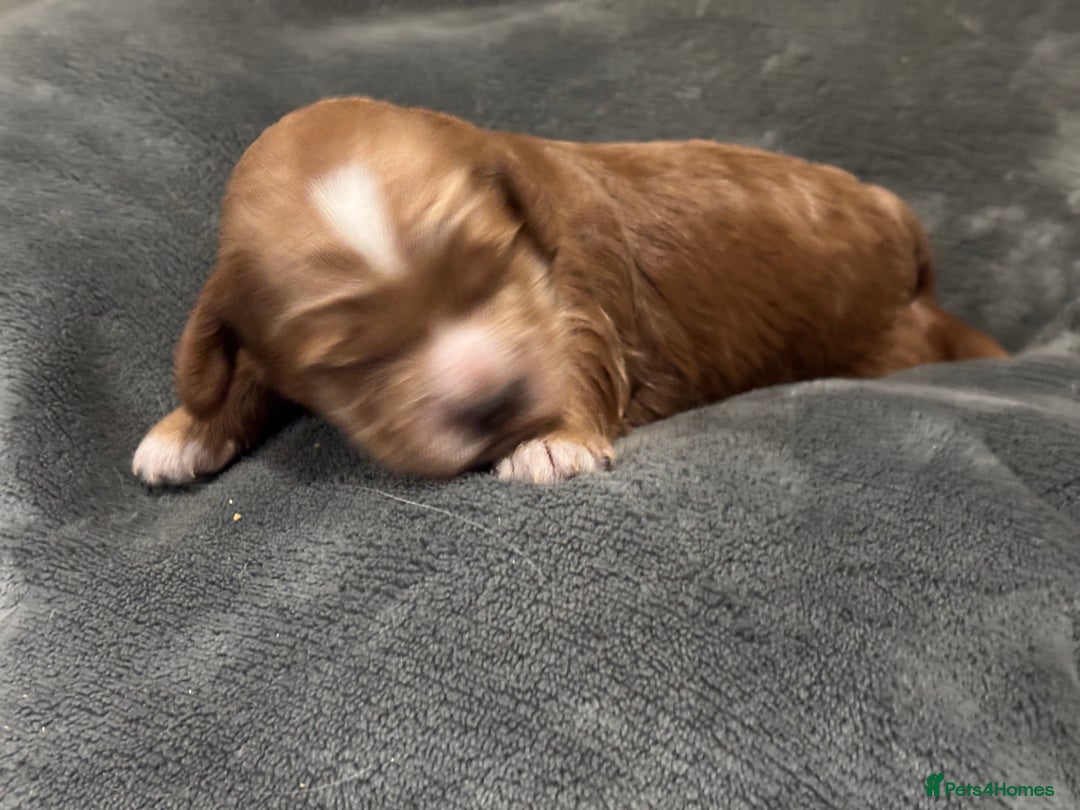 Cockapoo dogs for sale: TOY Cockapoo/ SHOW type F1 / License - Image 11