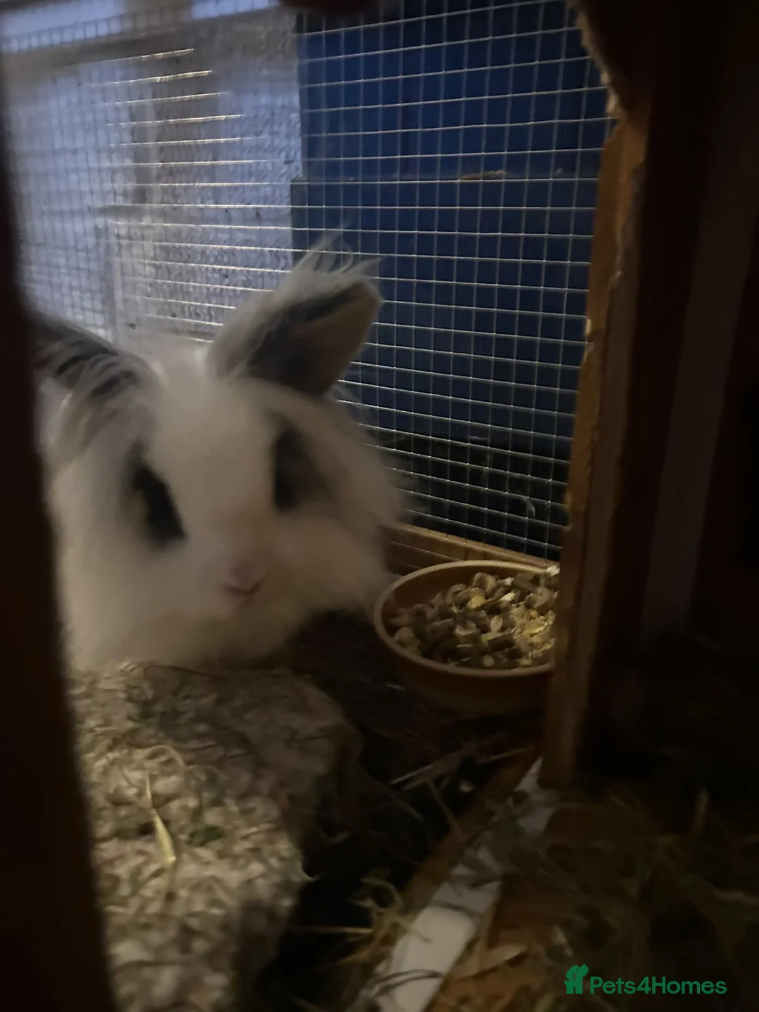 Lionhead rabbits for sale: Lion head bunny - Advert 2