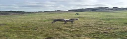 Staffordshire Bull Terrier dogs for sale: Blue Staffordshire bull terriers KC champion lines - Advert 22