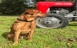Labrador Retriever dogs for sale: Labrador retriever puppies for sale  - Image 2
