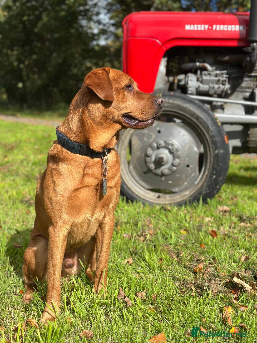 Labrador Retriever dogs for sale: Labrador retriever puppies for sale  - Image 2