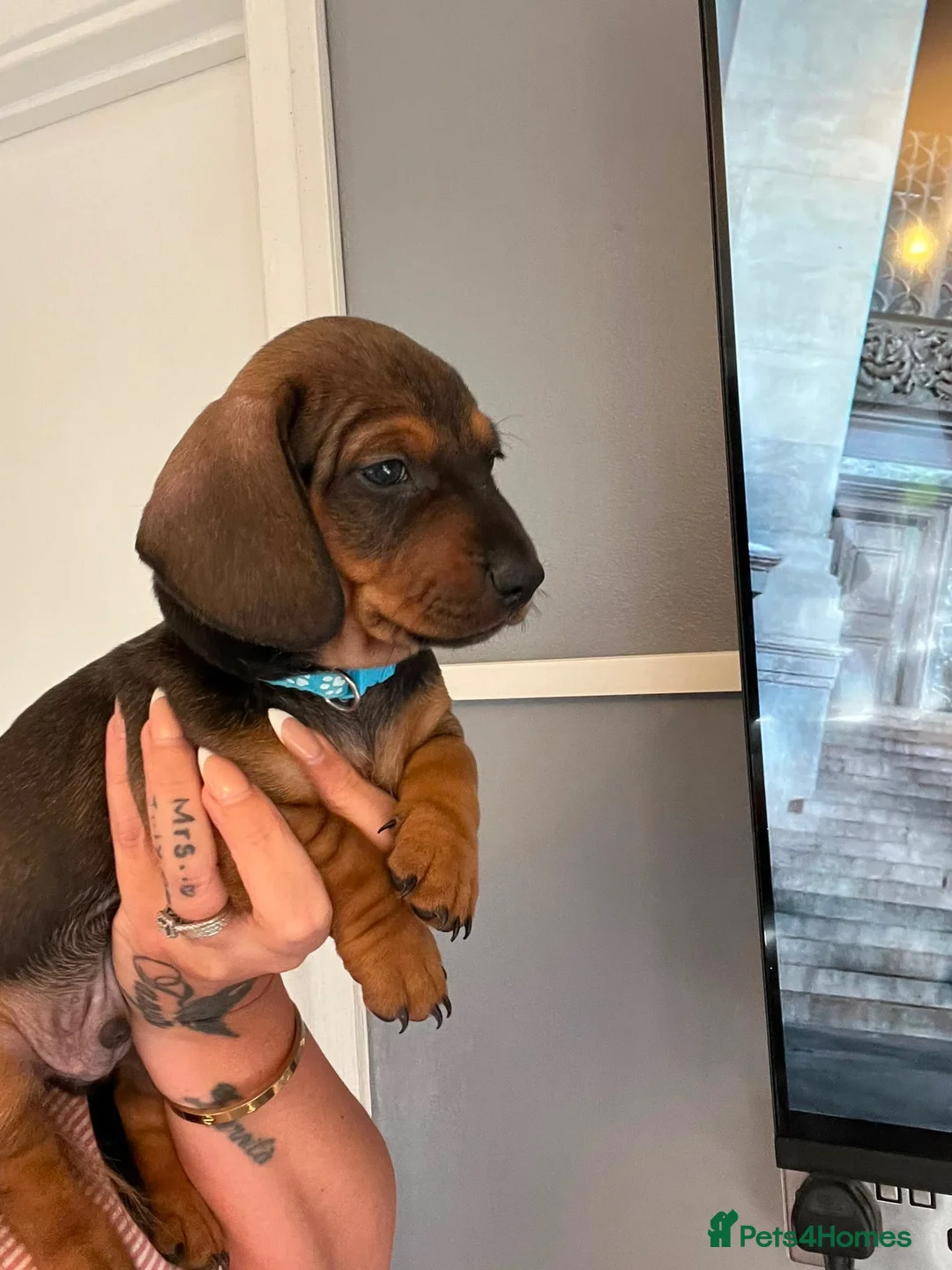 Dachshund dogs for sale: Beautiful miniture dachshund puppies  - Advert 1