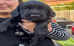 Sprocker dogs for sale: Sprocker Puppies x2 Male - Image 3